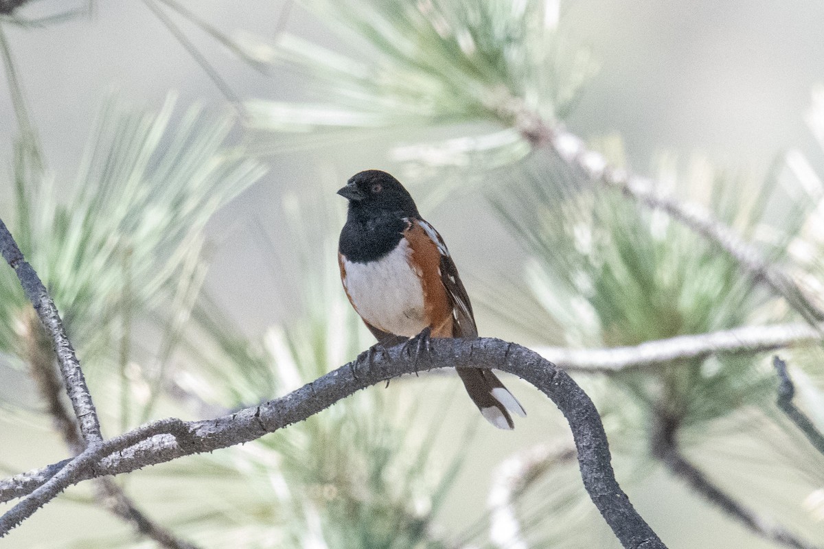 Spotted Towhee - ML165617201