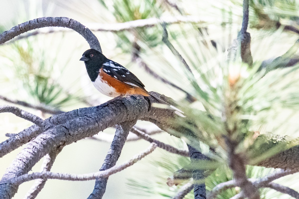 Spotted Towhee - ML165617211