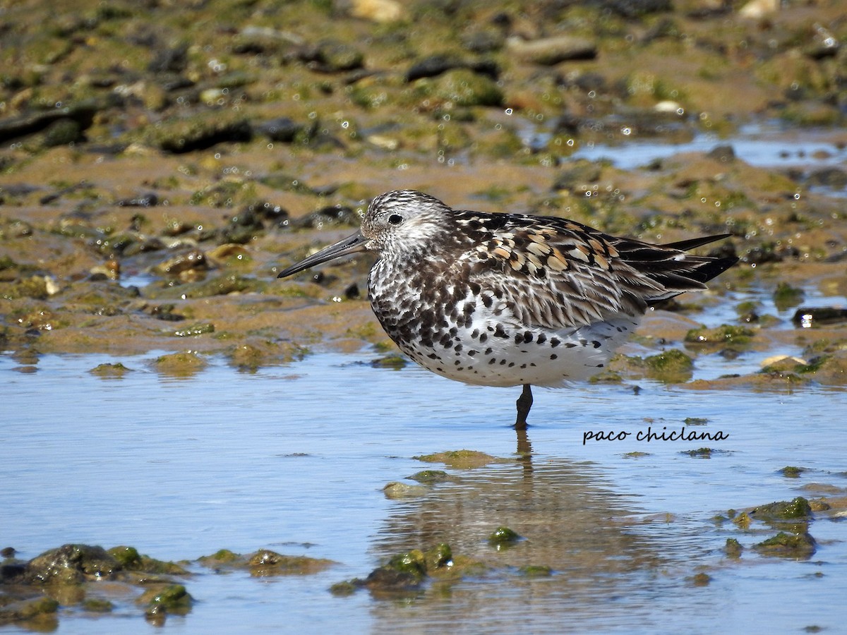 Great Knot - Paco Chiclana