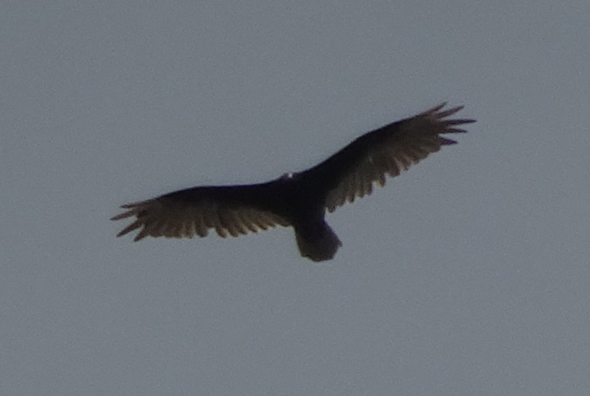 Turkey Vulture - ML165619941