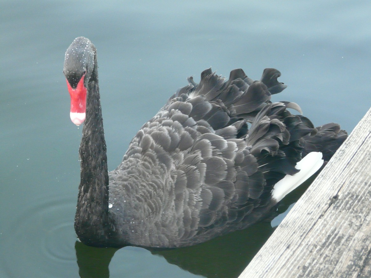 Black Swan - ML165620451