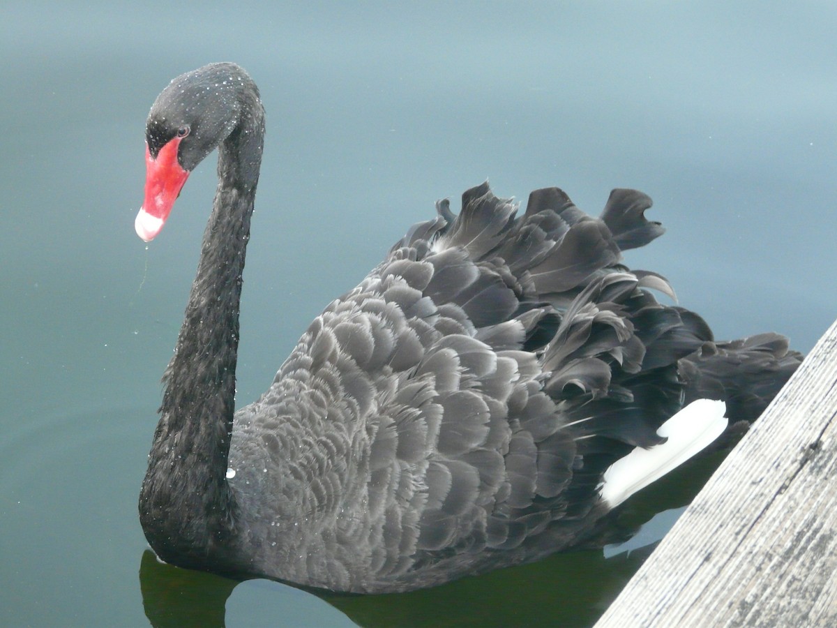 Black Swan - ML165620491
