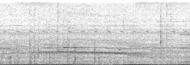 amazonvatretreløper (juruanus/polyzonus) - ML165622
