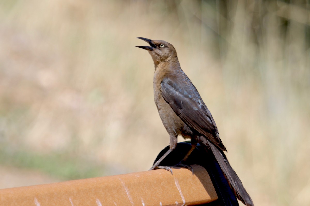 Great-tailed Grackle - Gil Ewing