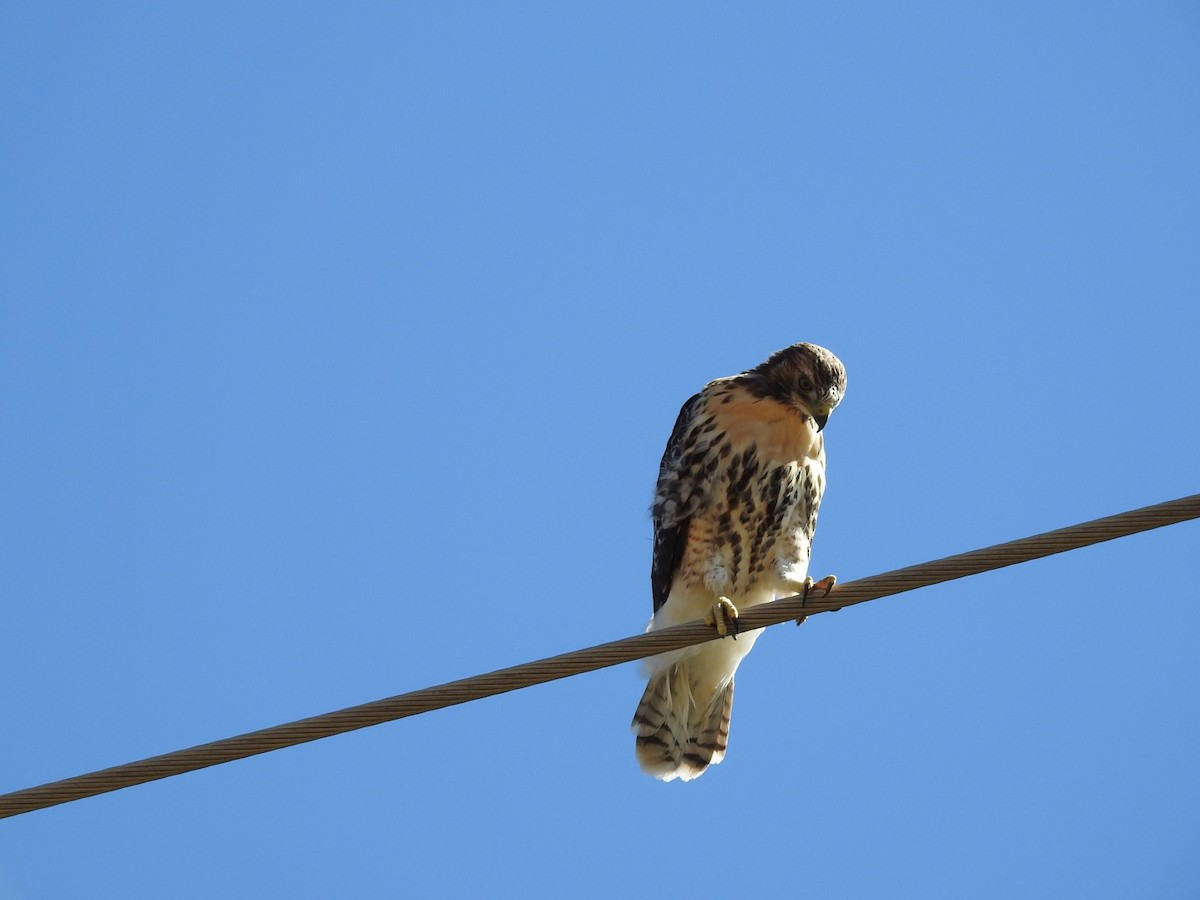 Red-tailed Hawk - ML165628561