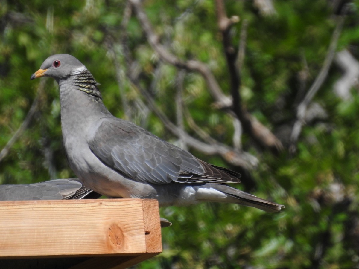 Band-tailed Pigeon - ML165628881