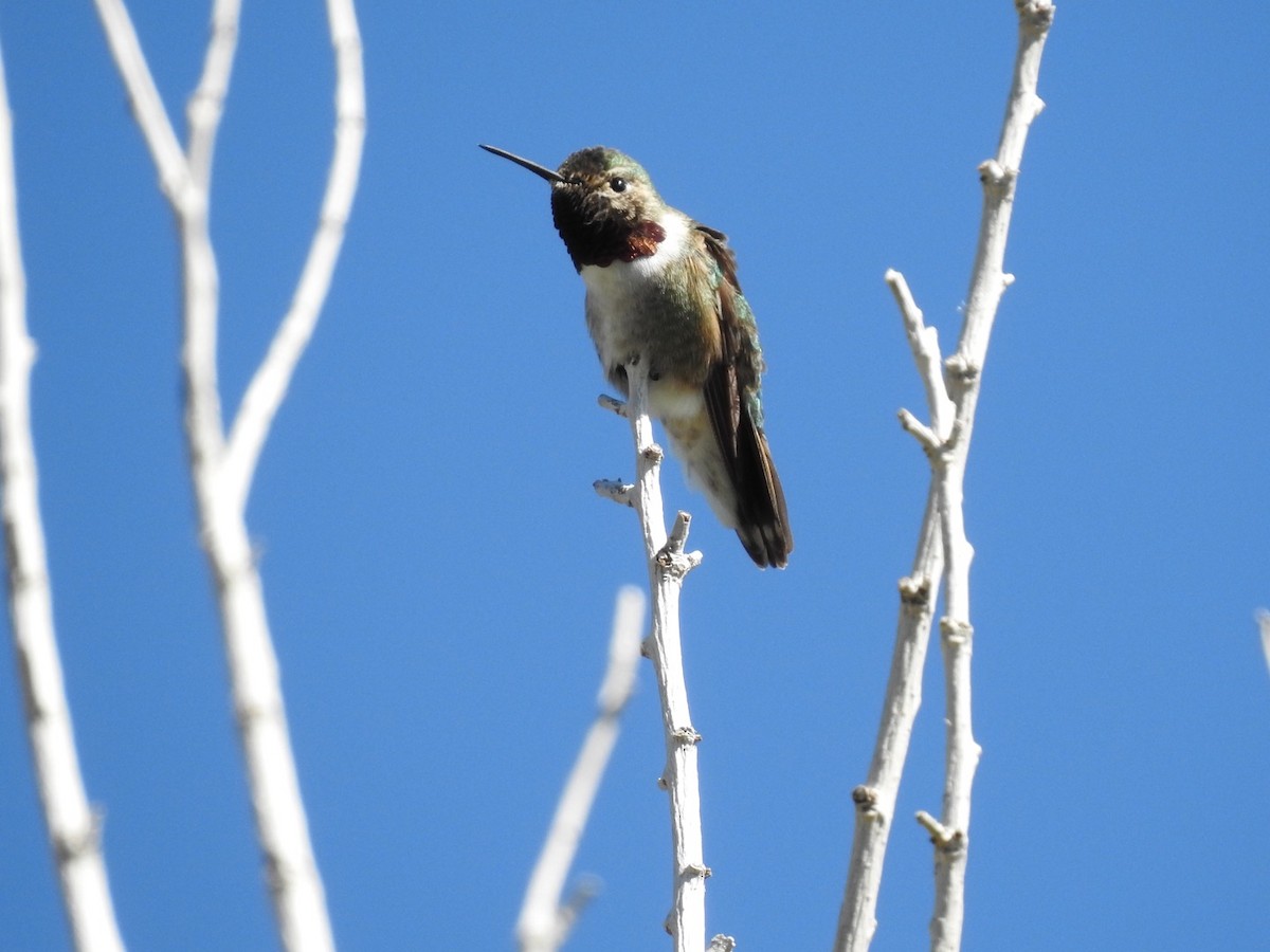 Broad-tailed Hummingbird - ML165628931