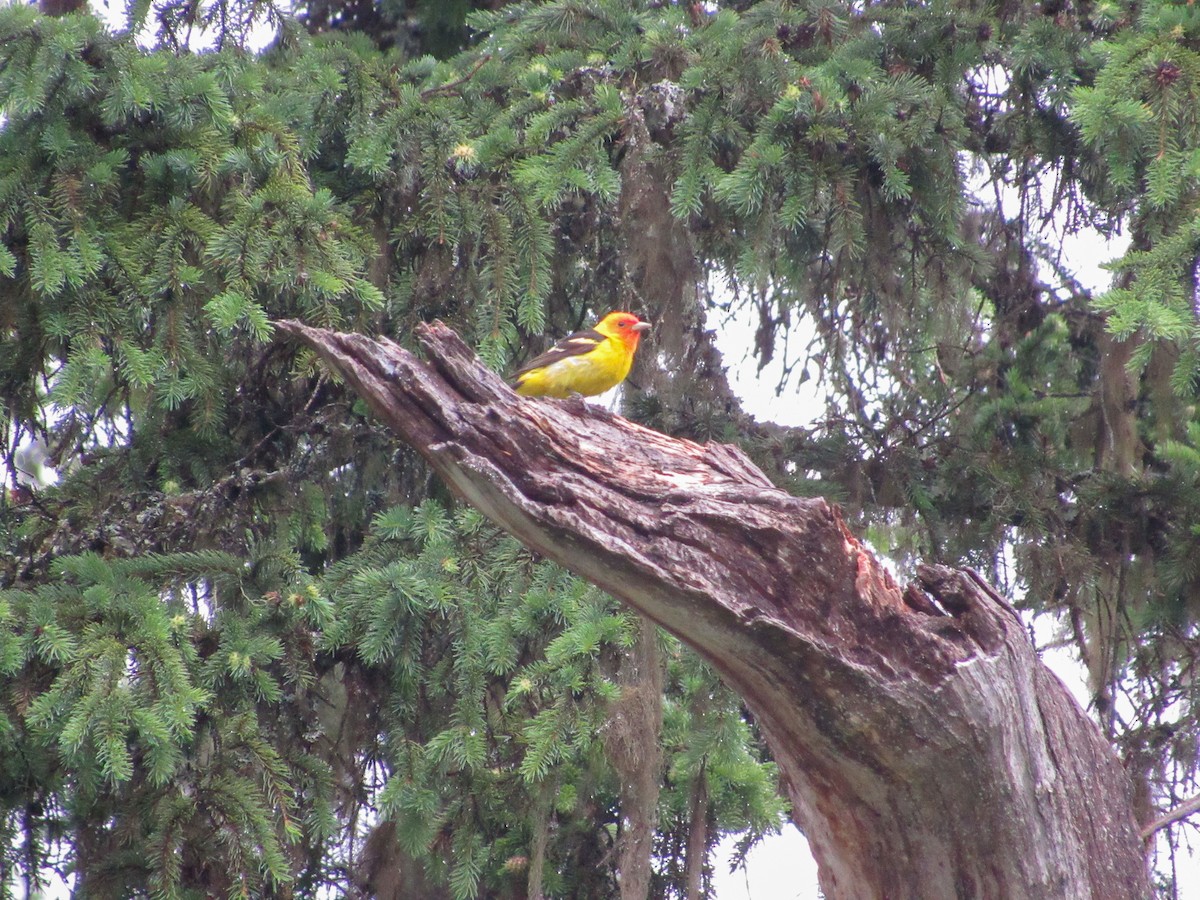 Western Tanager - ML165631191
