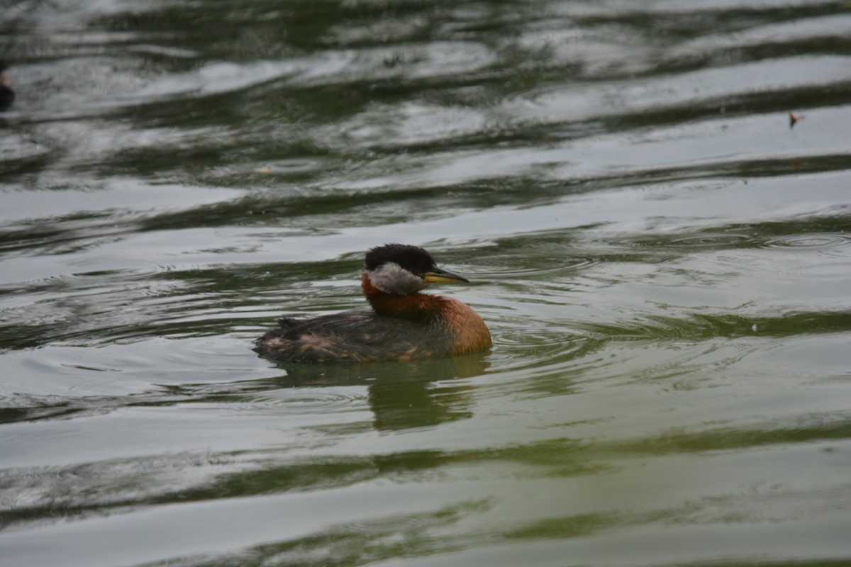 Red-necked Grebe - ML165632121