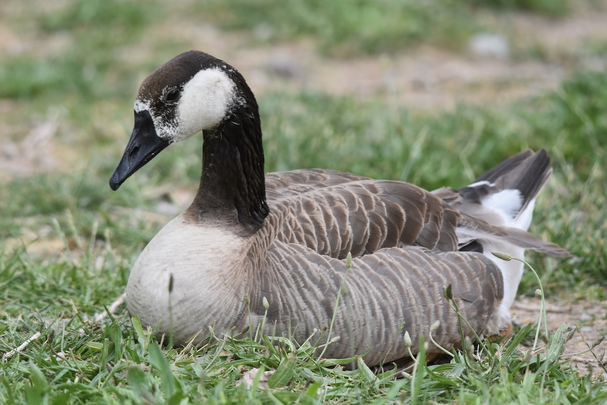 Domestic goose sp. x Canada Goose (hybrid) - ML165632171