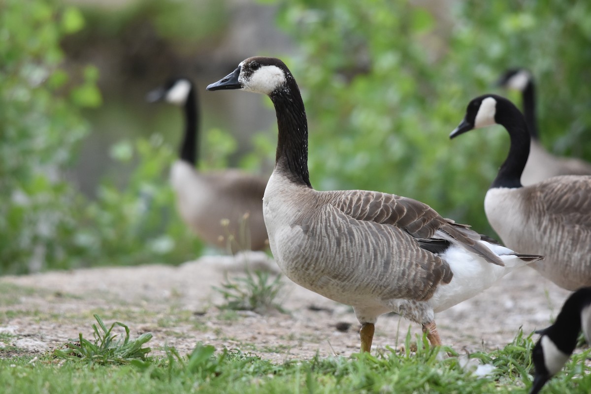 Domestic goose sp. x Canada Goose (hybrid) - Caleb Strand