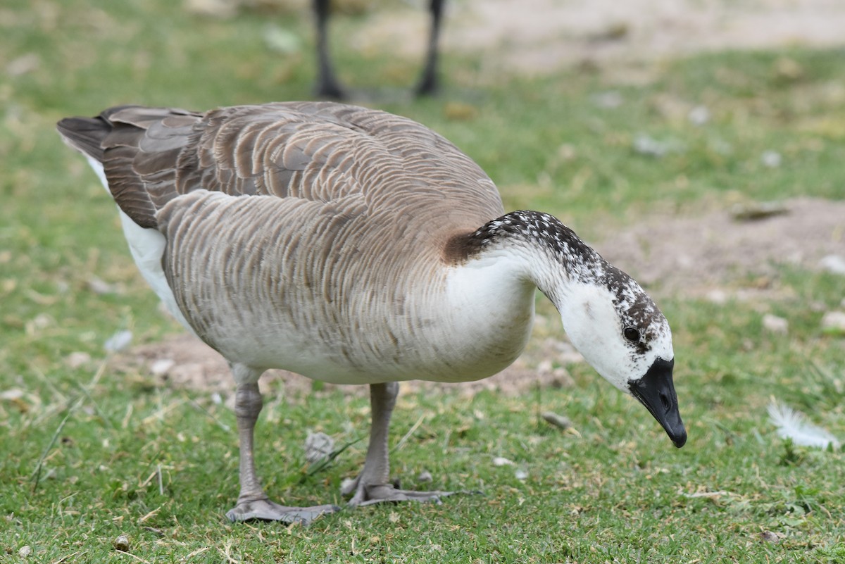 Domestic goose sp. x Canada Goose (hybrid) - ML165634121
