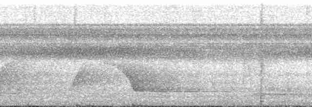 Troglodyte arada - ML165635