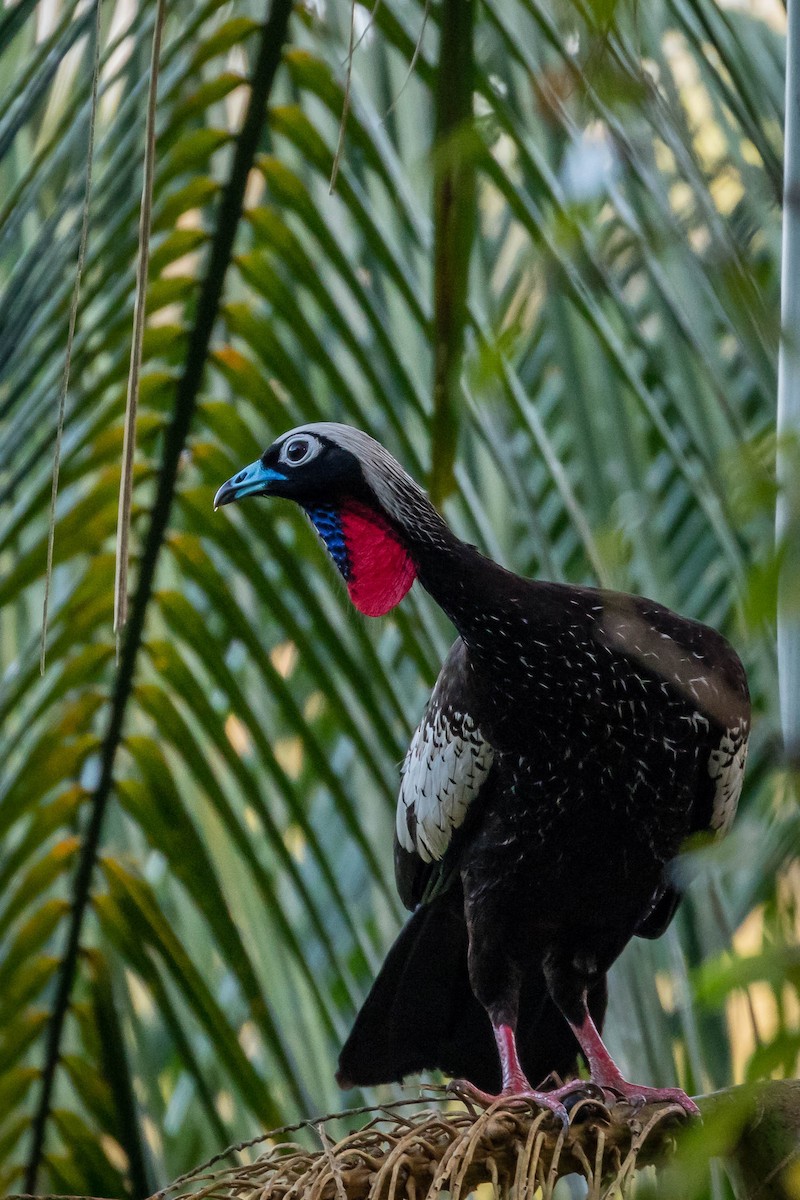 Black-fronted Piping-Guan - ML165637501