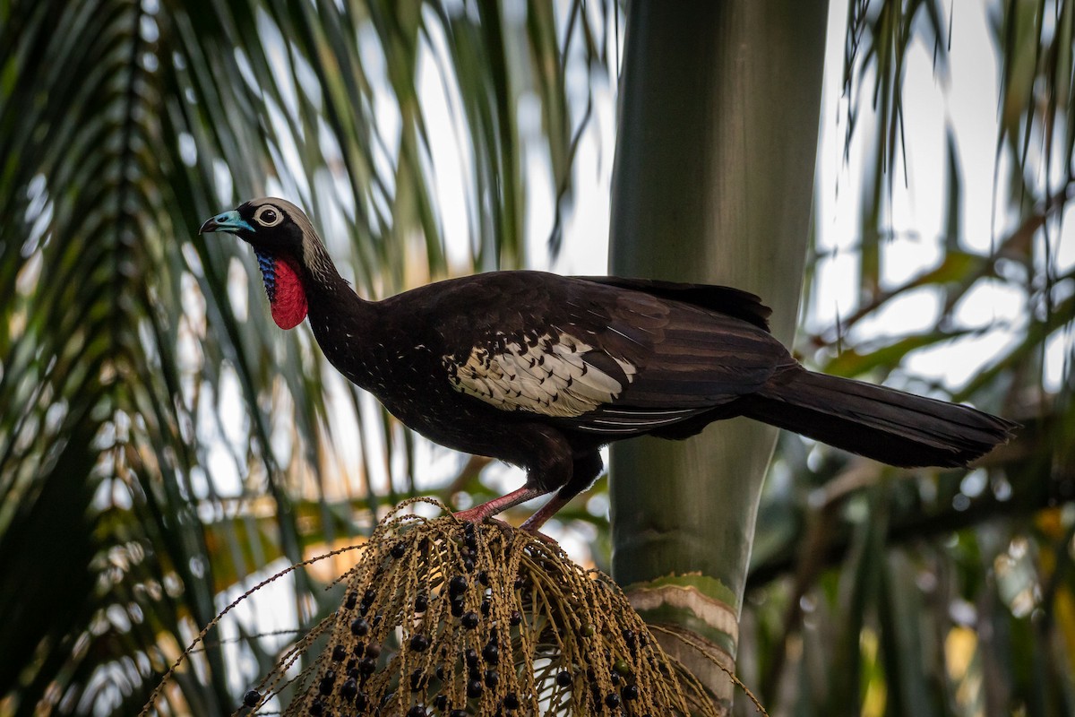 Black-fronted Piping-Guan - ML165637521