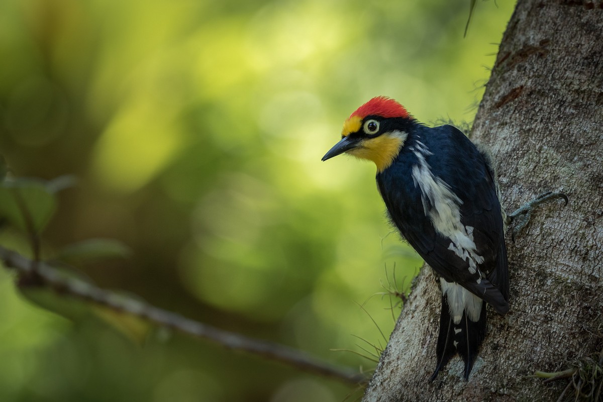 Yellow-fronted Woodpecker - ML165637941