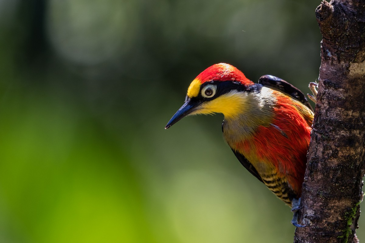 Yellow-fronted Woodpecker - ML165638031