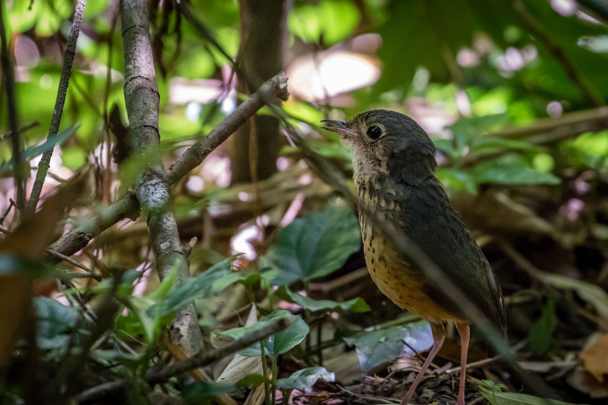 Speckle-breasted Antpitta - ML165638451
