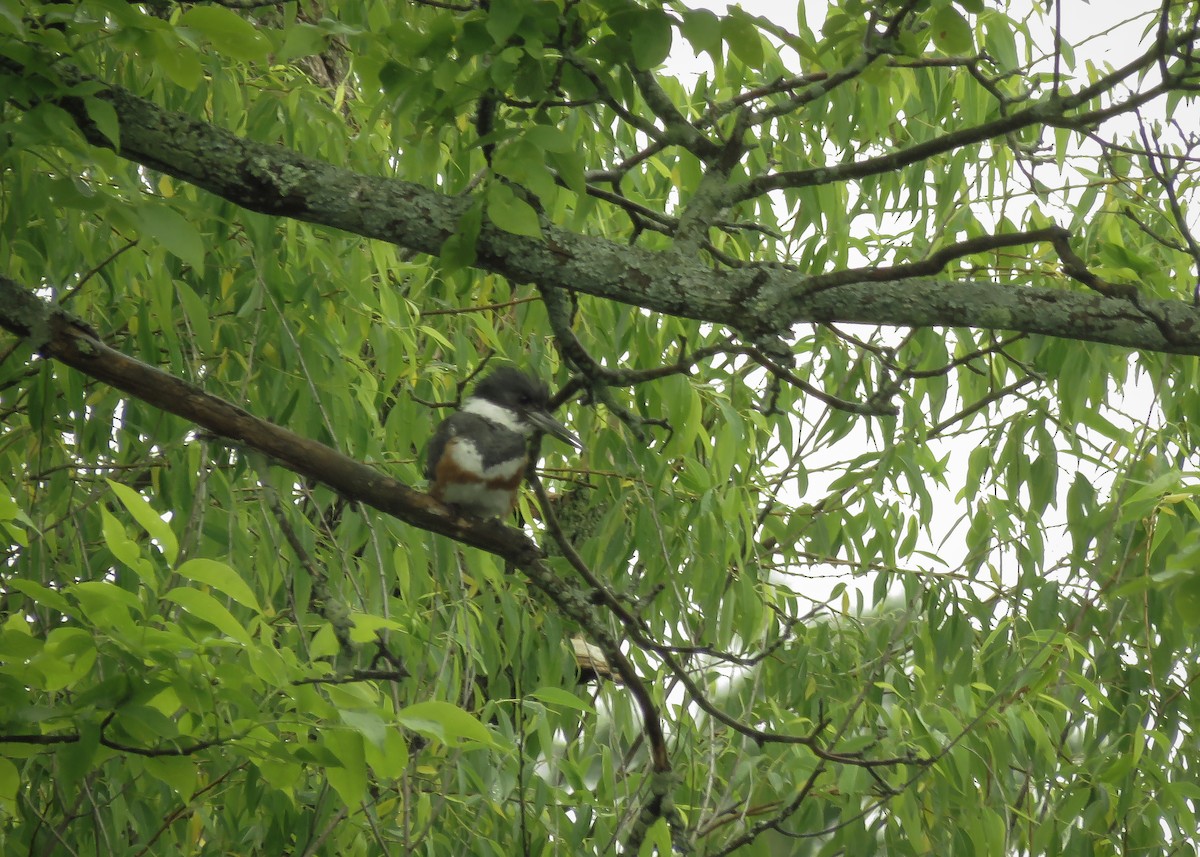 Belted Kingfisher - ML165639281