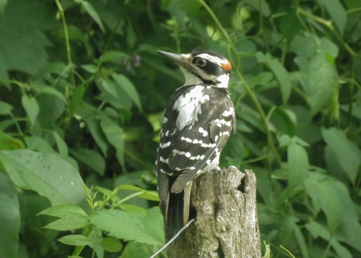 Hairy Woodpecker - ML165639411