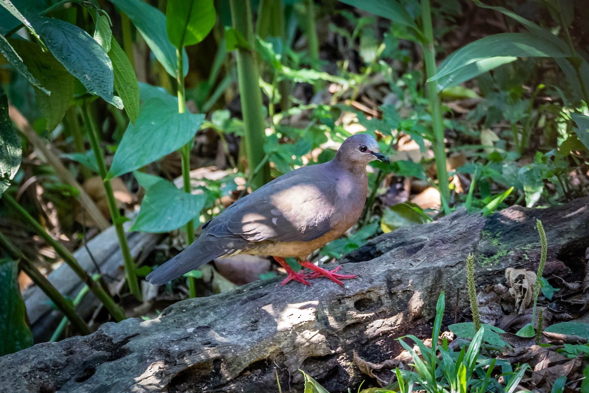 Gray-fronted Dove - ML165639471