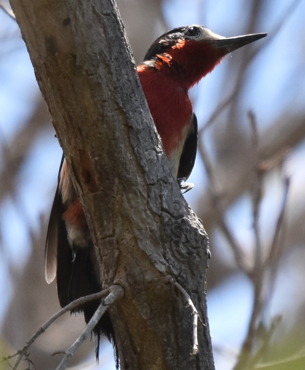 Puerto Rican Woodpecker - ML165639601