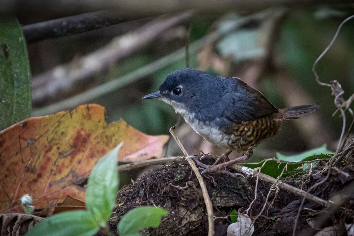 White-breasted Tapaculo - ML165639871