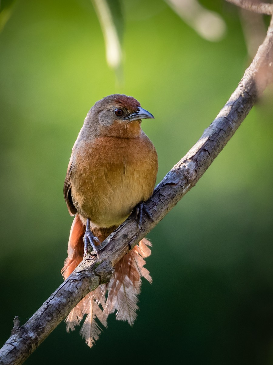 Orange-breasted Thornbird - Eden Fontes