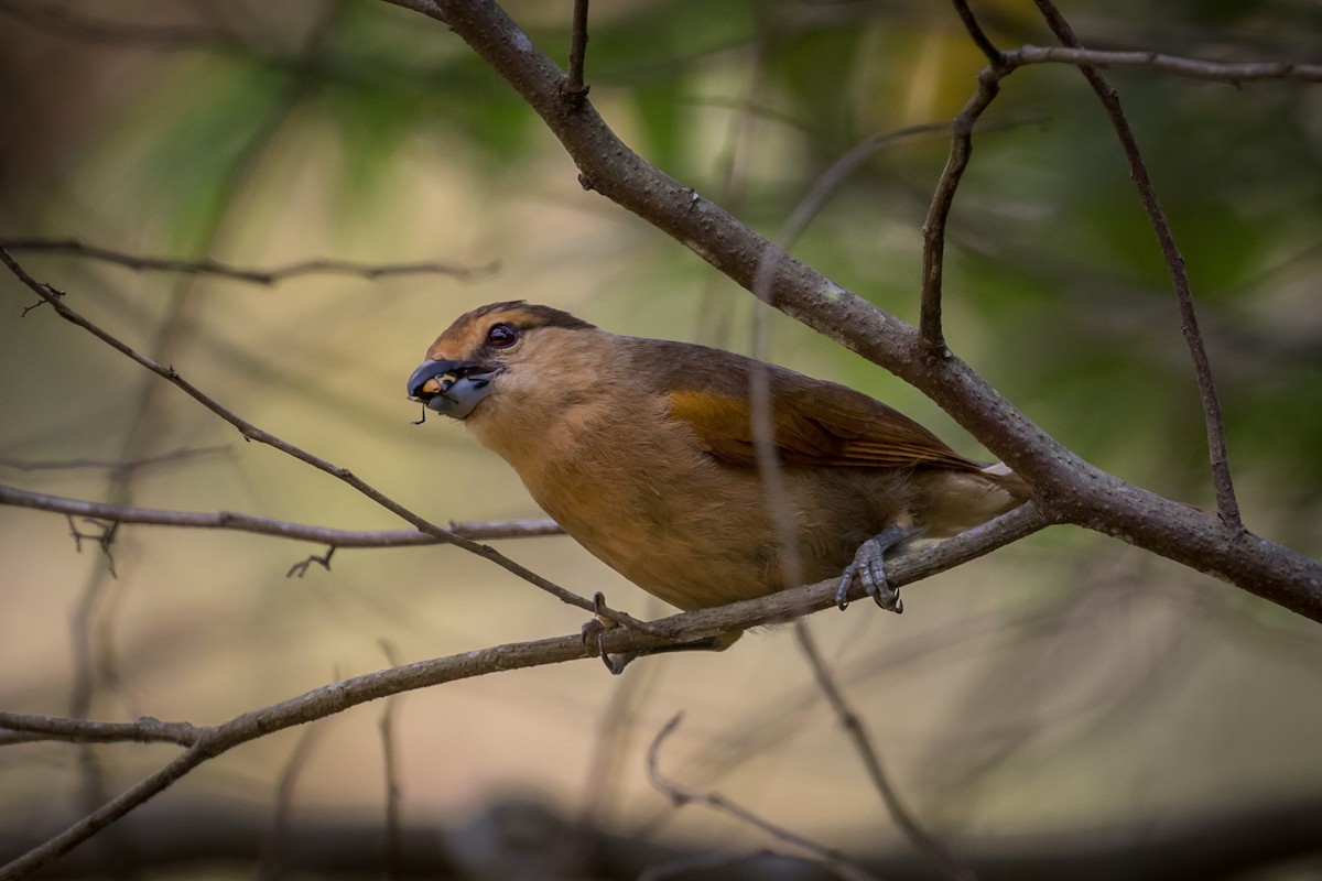 Brown Tanager - ML165640211