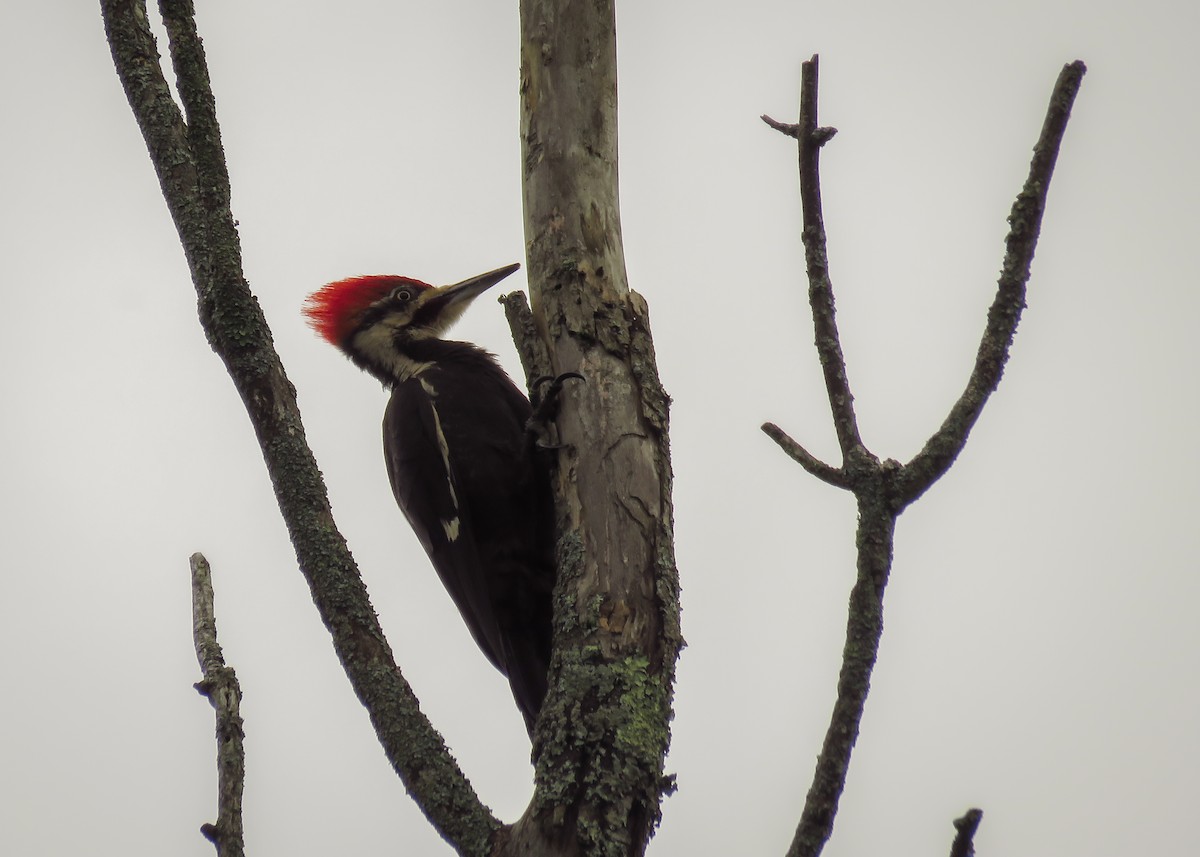 Pileated Woodpecker - ML165640251