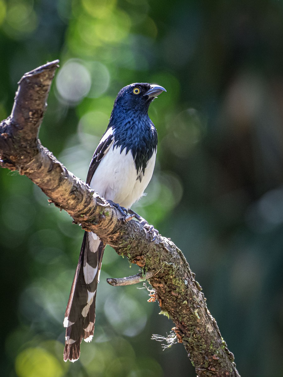 Magpie Tanager - ML165640291