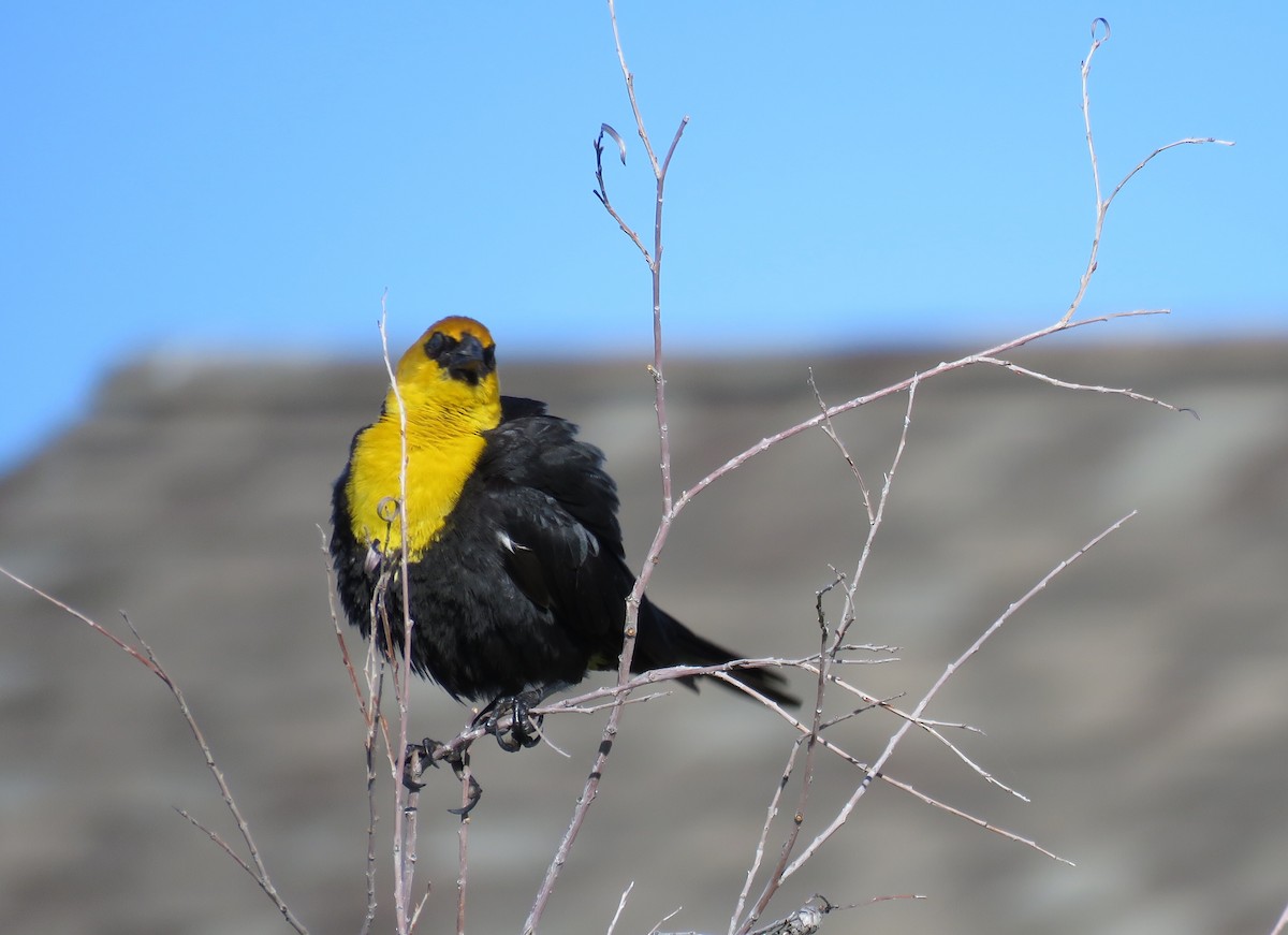 Yellow-headed Blackbird - ML165640631