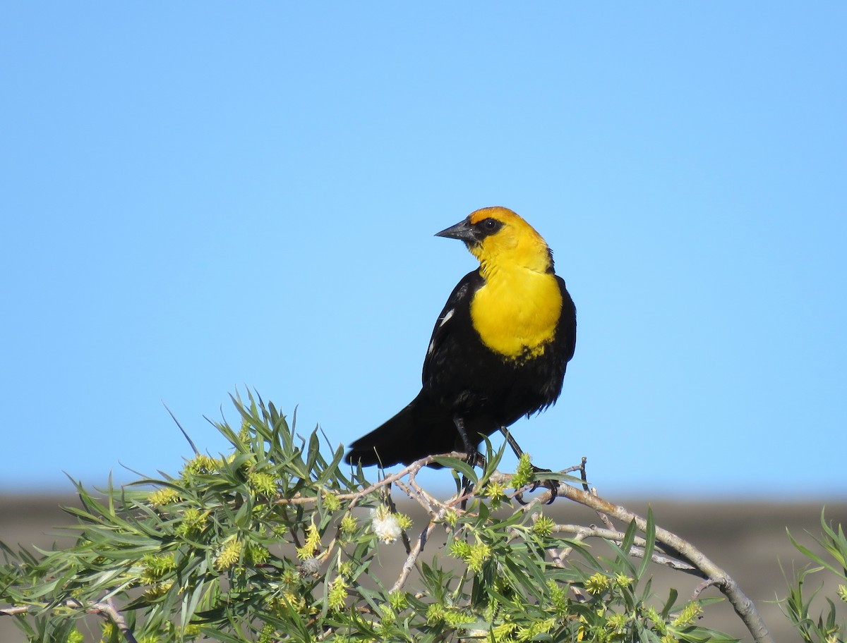 Yellow-headed Blackbird - ML165640641