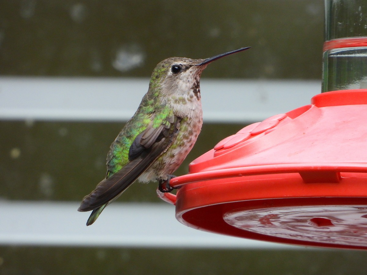Anna's Hummingbird - Farshad Pourmalek