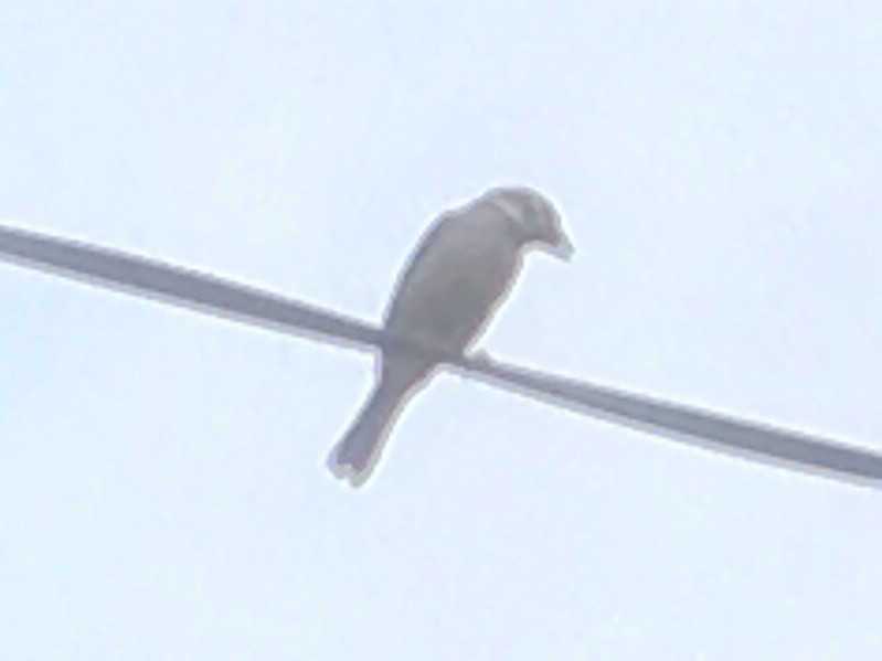Eurasian Tree Sparrow - ML165645721