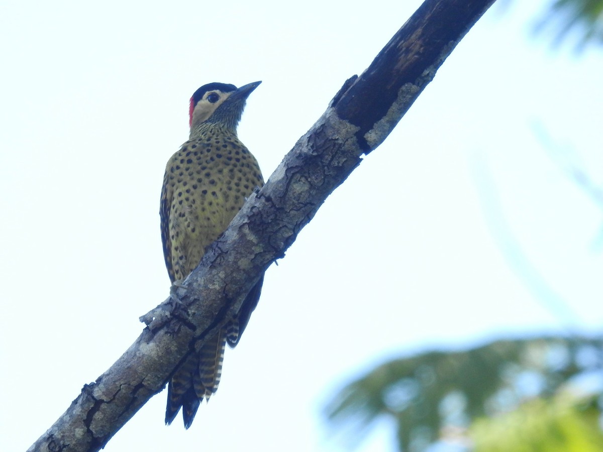 Green-barred Woodpecker - ML165646601