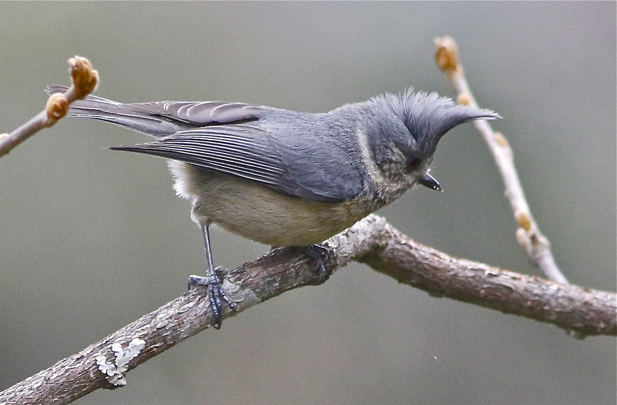Gray-crested Tit - Don Roberson