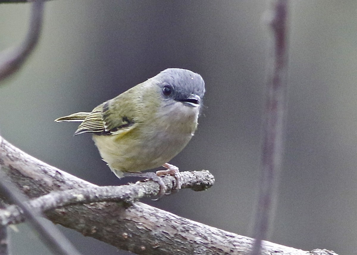Green Shrike-Babbler (Black-crowned) - Don Roberson
