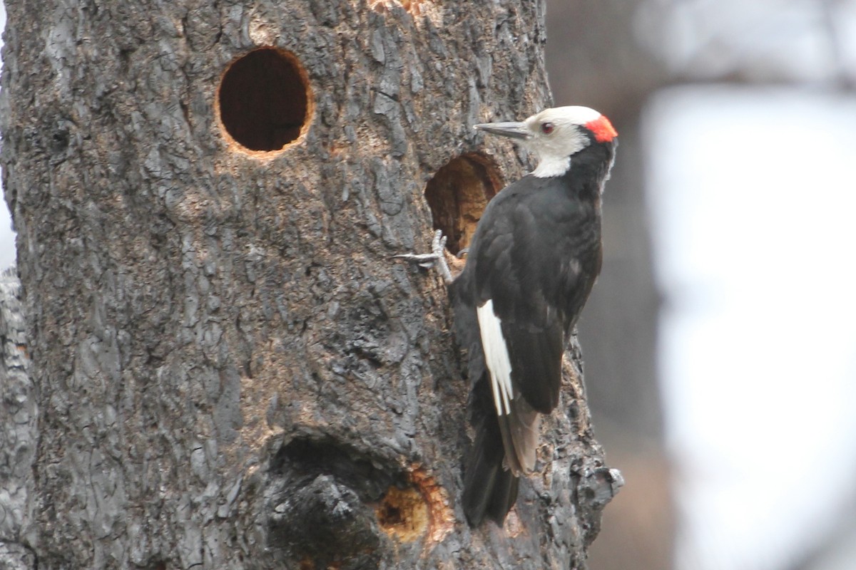 White-headed Woodpecker - John Bjorkman
