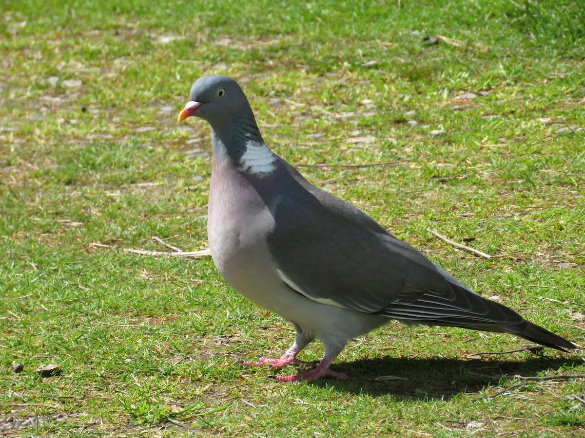 Common Wood-Pigeon - ML165649121