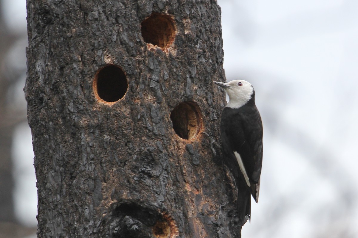 White-headed Woodpecker - John Bjorkman