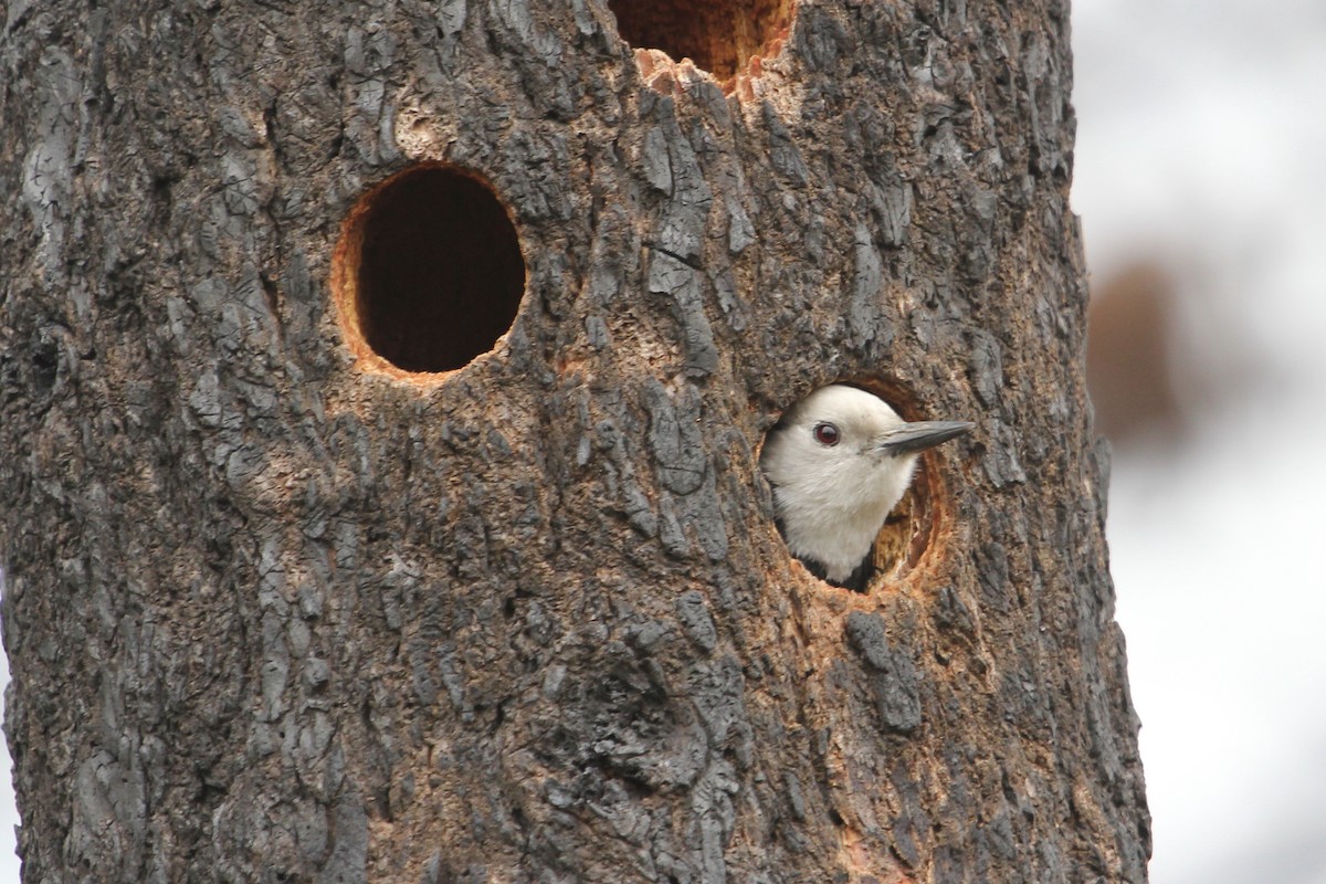 White-headed Woodpecker - ML165649921
