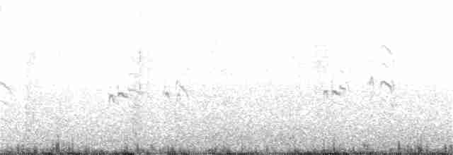 Крячок карибський - ML165650421