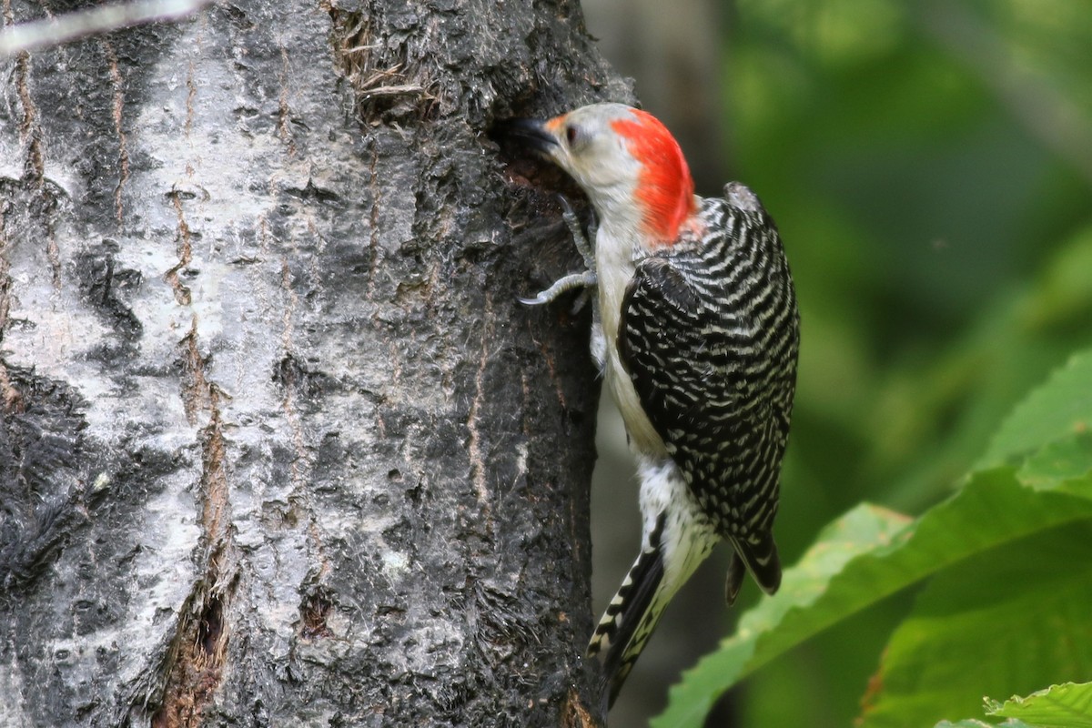 Red-bellied Woodpecker - ML165651281