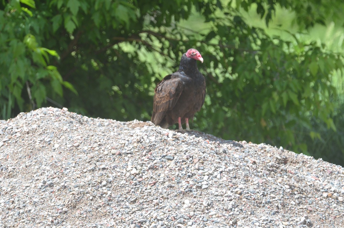 Turkey Vulture - ML165653861