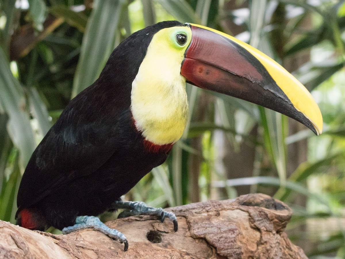 Yellow-throated Toucan - Jim Grieshaber