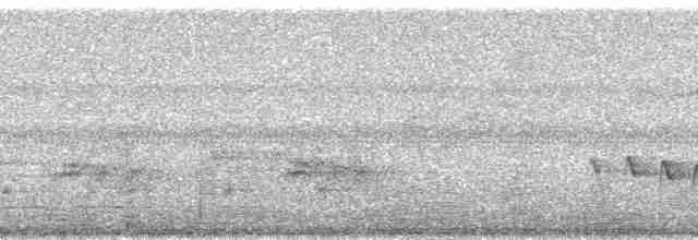 White-flanked Antwren (White-flanked) - ML165661