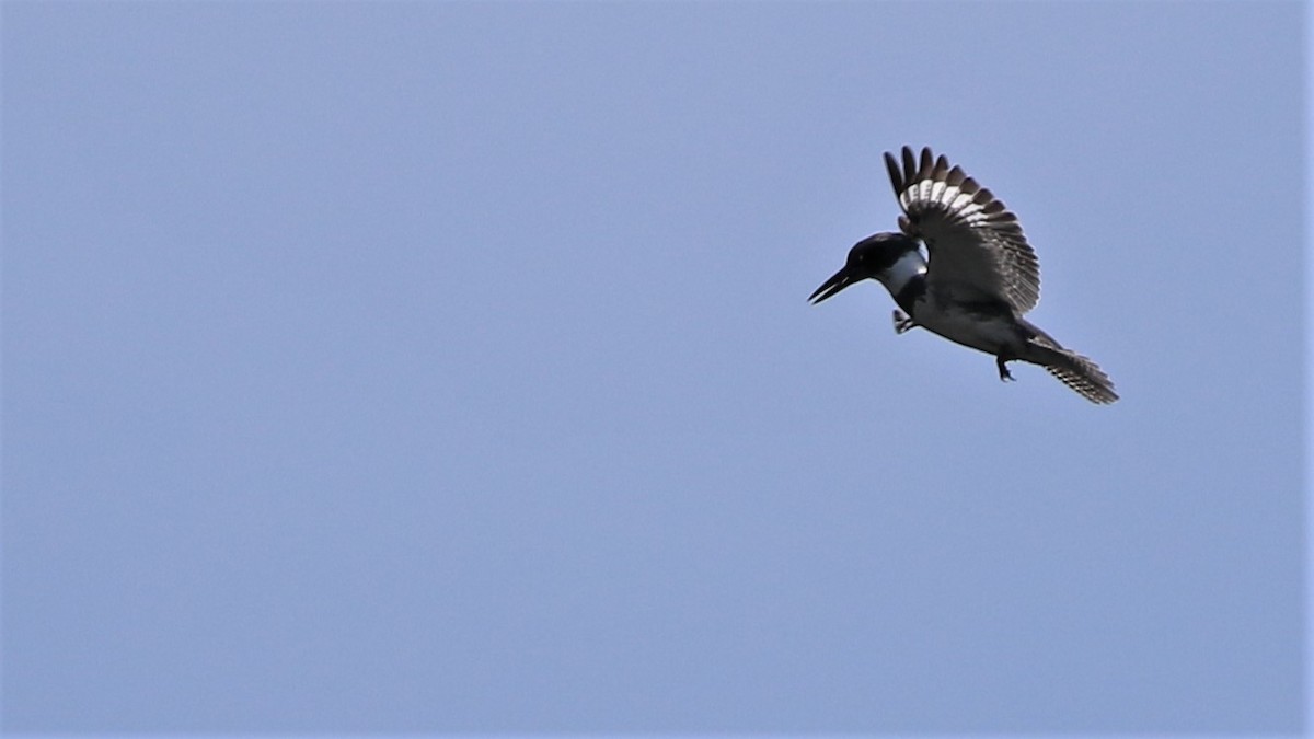 Belted Kingfisher - Michele Woodford