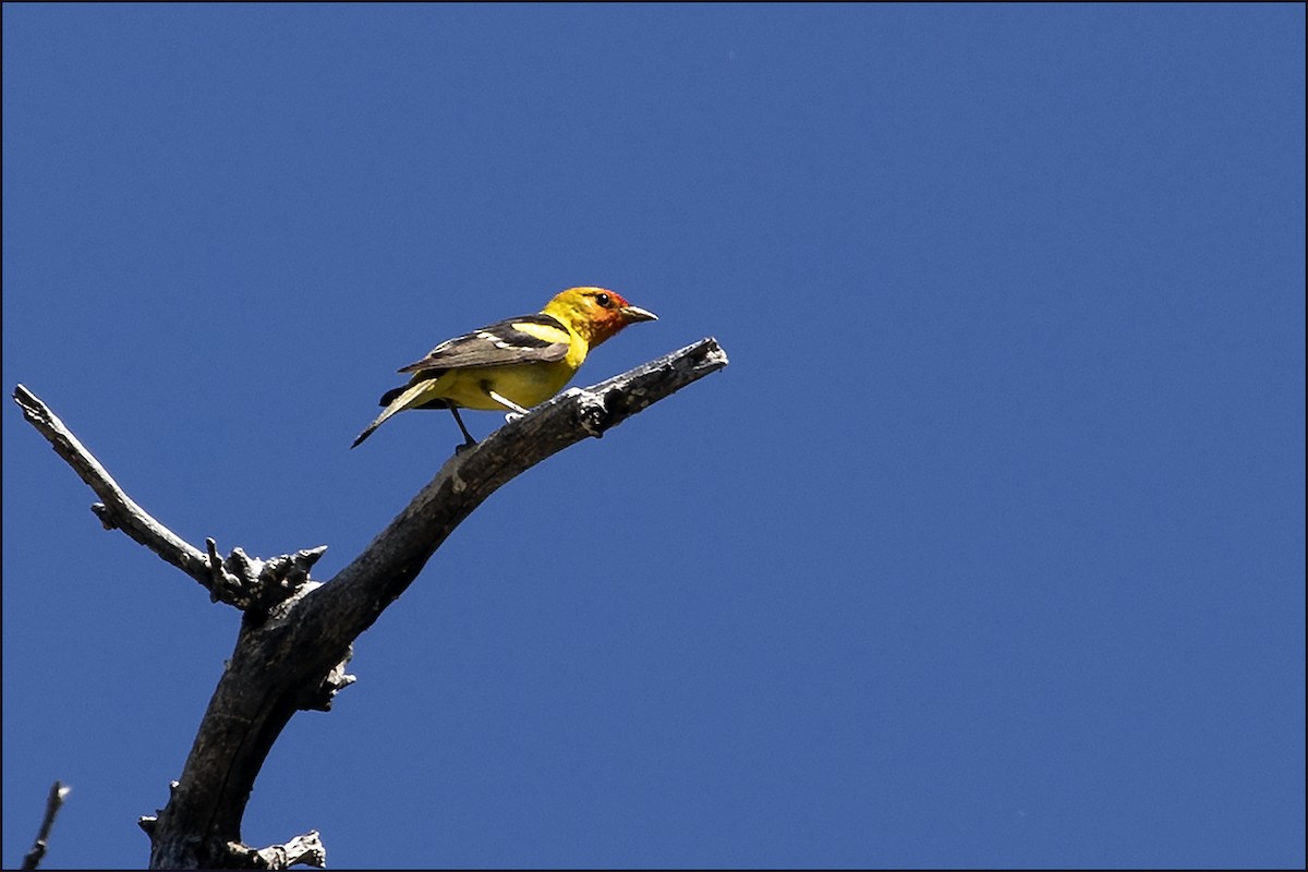 Western Tanager - ML165664161