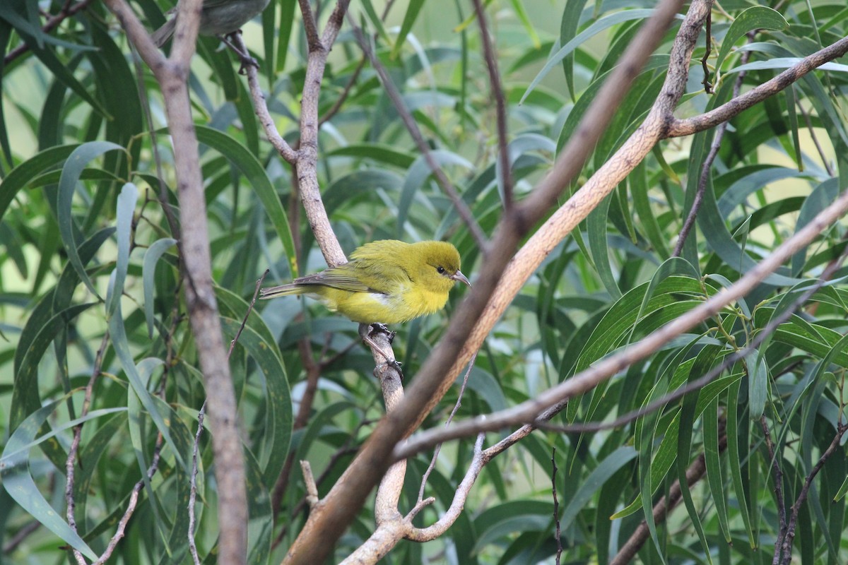Oahu-Amakihikleidervogel - ML165664621